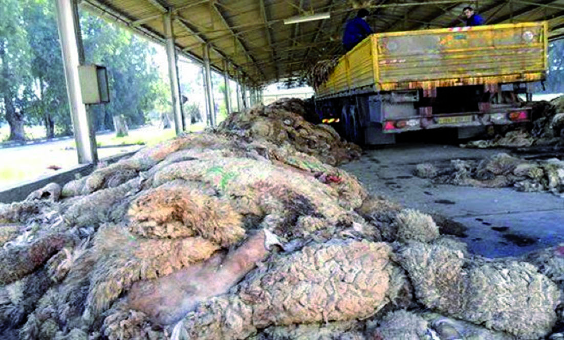 Algérie (Batna) - Unité de l’Algérienne des cuirs: Récupération de plus de 30.000 peaux de mouton