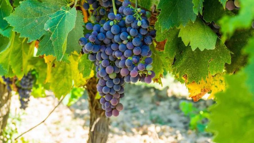 Viticulture à Boumerdès Et maintenant, le défi de l’export !