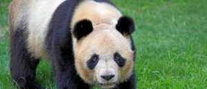Planète - Beauval (France): le panda Yuan Meng part en Chine pour la survie de l’espèce