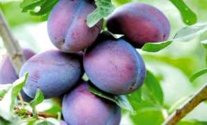 Béjaïa : Le village Laâlam fête la prune