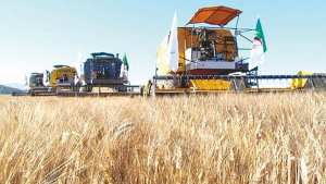 Expansion Agricole Ambitieuse à Tlemcen : Nouvelles Aires de Stockage pour Consolider les Réserves Céréalières