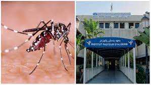 Algérie - Moustique-tigre: L’appel de l’Institut Pasteur à la population