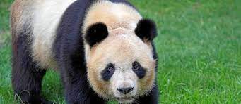 Planète - Beauval (France): le panda Yuan Meng part en Chine pour la survie de l’espèce