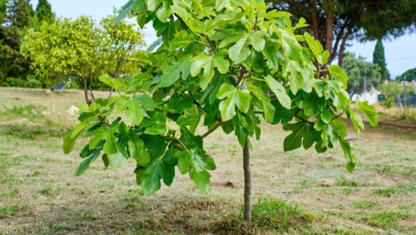 Organisée au village Lemsella La fête de la figue revient