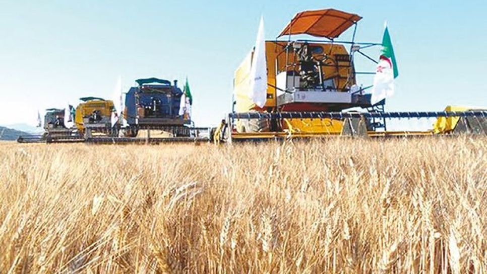 Expansion Agricole Ambitieuse à Tlemcen : Nouvelles Aires de Stockage pour Consolider les Réserves Céréalières