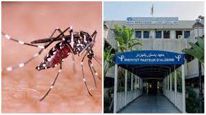 Algérie - Moustique-tigre: L’appel de l’Institut Pasteur à la population