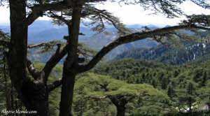 Algérie (Parc national de Chréa) - Instantané / Lorsque l’incivisme détruit le patrimoine forestier
