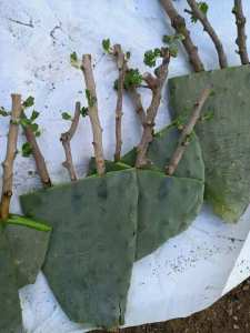 #معلومه_مهمه🪴🍀🪴🍀 تجذير #الأشجار في ألواح التين الشوكي #الصبار