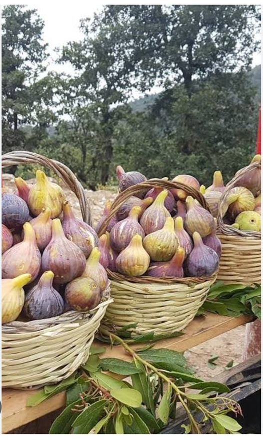 Organisée au village Lemsella La fête de la figue revient cette semaine