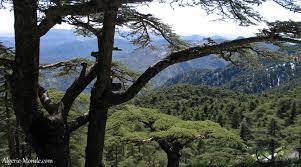 Algérie (Parc national de Chréa) - Instantané / Lorsque l’incivisme détruit le patrimoine forestier