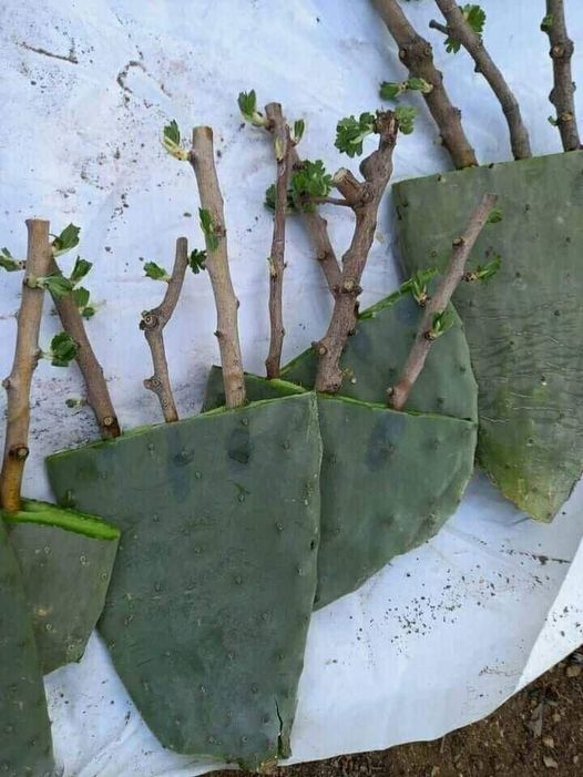 #معلومه_مهمه🪴🍀🪴🍀 تجذير #الأشجار في ألواح التين الشوكي #الصبار