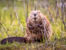 Planète - Comment les castors aident à lutter contre les incendies en Amérique du Nord ?