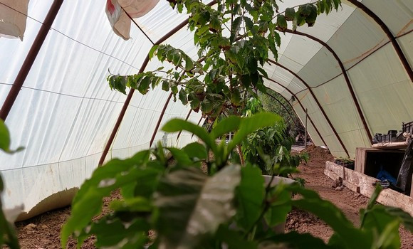 Culture du café à Bouzeghaia (Chlef): réussite de la première expérience