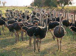 Algérie -  Agriculture: L'élevage de l'autruche intéresse