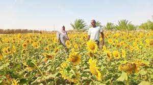 Algérie - Culture du tournesol: Oran s'apprête à récolter les premières graines
