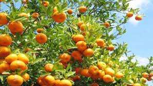 Algérie (El Tarf) -  Un nouvel apport pour l'irrigation  Sauvegarde des vergers d'agrumes  *