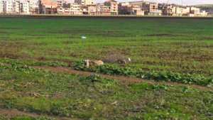 Algérie (Bordj Bou Arréridj) -  Sauver les terres agricoles