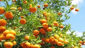 Algérie (El Tarf) -  Un nouvel apport pour l'irrigation 