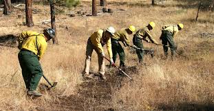 Algérie (Tlemcen) -  Les forêts sous haute surveillance