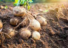 Algérie (Aïn Defla) -  Près de 5.500 ha destinés à la culture de pomme de terre