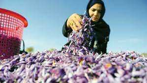 Fenaïa-Ilmaten (Béjaia) -  Exposition-vente: Le safran à l’honneur et  débat sur sa commercialisation et débouchés  *