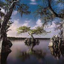 Planète (Etats-Unis/Amérique du Nord) - Les arbres les plus résistants de la planète sont en train de mourir