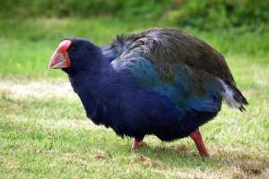 Planète (Nouvelle Zélande/Océanie) - Oiseau disparu depuis 1898, le takahé est de retour