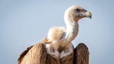 Planète (Asie) - Pourquoi la quasi-extinction des vautours a causé la mort de centaines de milliers de personnes en Inde