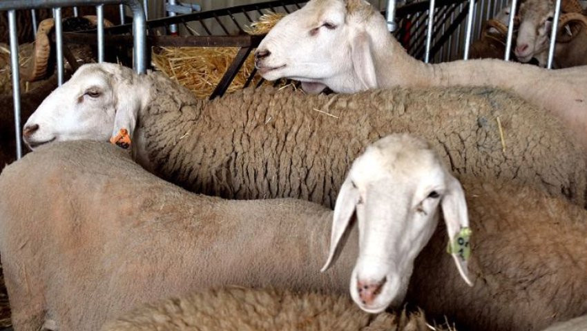 El Aouana  (Jijel) -  Vers l'éradication des étables dans le périmètre urbain