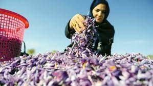 Fenaïa-Ilmaten (Béjaia) -  Exposition-vente: Le safran à l’honneur et 