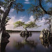 Planète (Etats-Unis/Amérique du Nord) - Les arbres les plus résistants de la planète sont en train de mourir