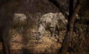 Planète (Afrique) - Afrique du Sud: Le plus grand élevage mondial de rhinocéros racheté par une ONG