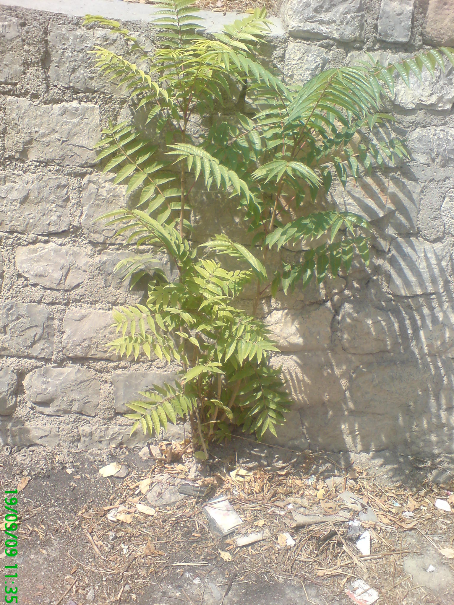 Planète - Nouveau rapport de l'IPBES: les 10 espèces exotiques envahissantes les plus répandues dans le monde *