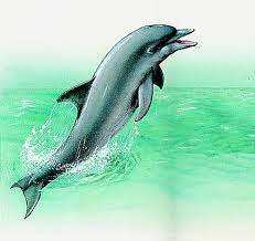 Ait Chafaâ (Tizi Ouzou) -  Échouage d'un dauphin mort sur une plage