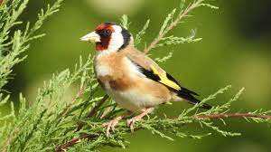 Algérie (Oran) - Sauvetage des espèces en danger: Saisie et lâcher de 600 chardonnerets