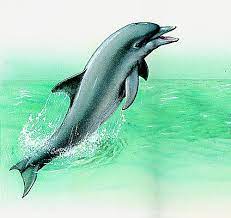 Ait Chafaâ (Tizi Ouzou) -  Échouage d'un dauphin mort sur une plage