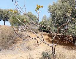 Fenaïa Ilmaten (Béjaïa) -  La filière figuicole en débat