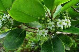 Planète (Amérique du Sud) - Une espèce d’arbre, considérée éteinte depuis 185 ans, retrouvée au Brésil