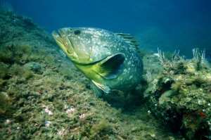 Planète (France/Europe) - Grâce à une réserve, le grand retour du mérou en Méditerranée
