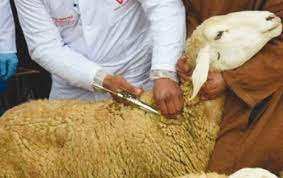 Planète (Algérie/Afrique) - Les défis de la sécurité alimentaire au centre des travaux du Sommet vétérinaire arabe à Alger