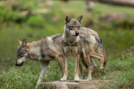 Planète (Europe) - Biodiversité: l’Union européenne s’alarme du retour des loups