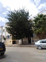 Sigus (Oum El Bouaghi) - Frêne planté en 2015 en remplacement d'un palmier washingtonia: Savoir choisir l'arbre que l'on veut planter !