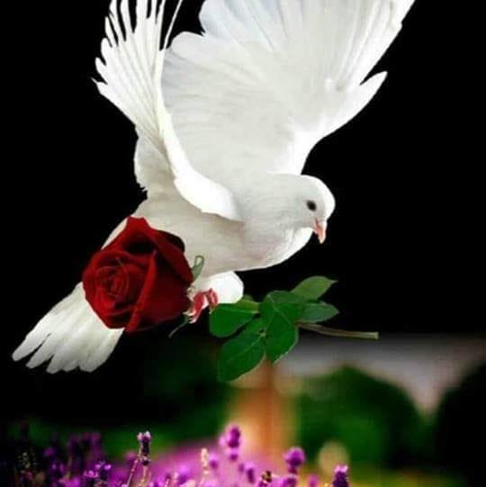 رصّ الصفوف ديناميكية لتعزيز وحدة الشعب و استقراره