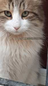 quels sont les dangers venant d'un chat ?