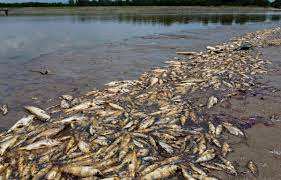 Planète (Brésil/Amérique du Sud) - Sécheresse: Une centaine de dauphins et des milliers de poissons retrouvés morts en Amazonie