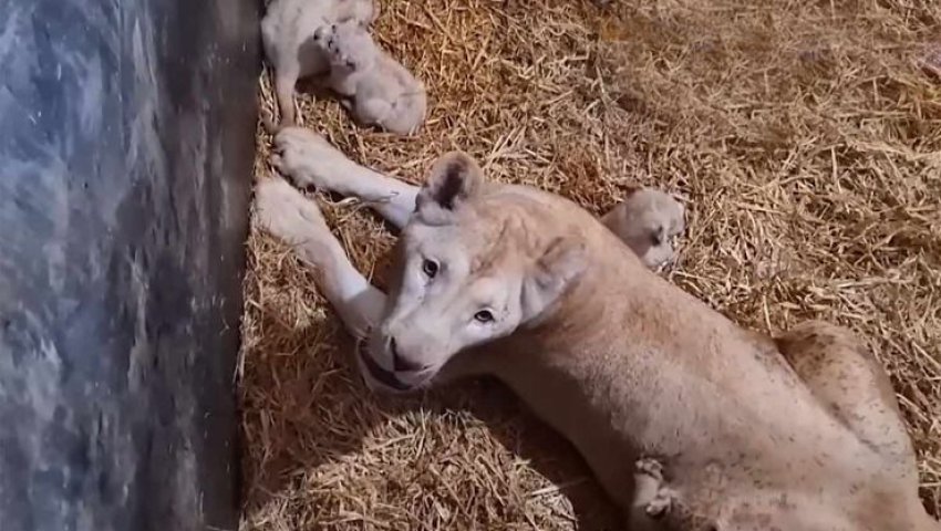 Algérie (Mostaganem) - Naissance de 10 lionceaux au parc animalier le Mostaland