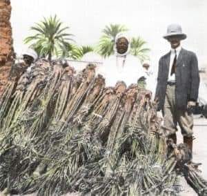 la ville de Biskra Palms en Californie (USA)