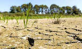Algérie - Des statistiques font état de 1,2 million d’hectares sinistrés: 90.000 agriculteurs touchés par la sécheresse