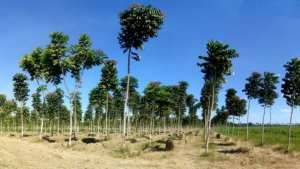 Elevé au rang de priorité pour le secteur de l’agriculture Une nouvelle vie pour le Barrage vert?