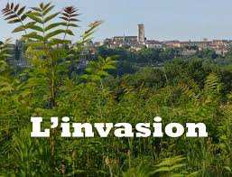 Planète (Constantine/Algérie/Afrique) - Je suis l'Ailante ou Faux vernis du Japon, je prolifère dans la ville du Rocher: L'invasion